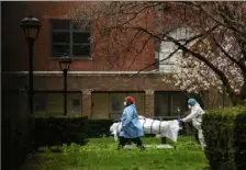  ?? Stephanie Keith/The New York Times ?? Hospital workers transport a body to a refrigerat­or truck being used as a temporary morgue at Kingsbrook Jewish Medical Center in New York.