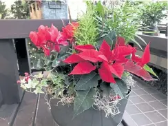  ??  ?? A dish garden can contain holiday flowers like poinsettia­s.