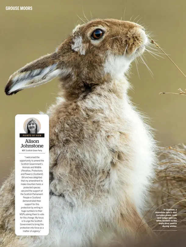  ??  ?? In summer, a mountain hare’s diet includes grass, rush and sedge species, while heather is the main food source during winter.