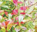  ??  ?? Look after the soil around photinias to keep leaves healthy