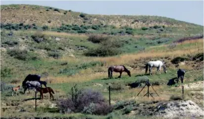  ?? PHOTOS BY JACK DURA/ASSOCIATED PRESS ?? Wild horses grazed on a hillside of Theodore Roosevelt National Park near Medora, N.D.