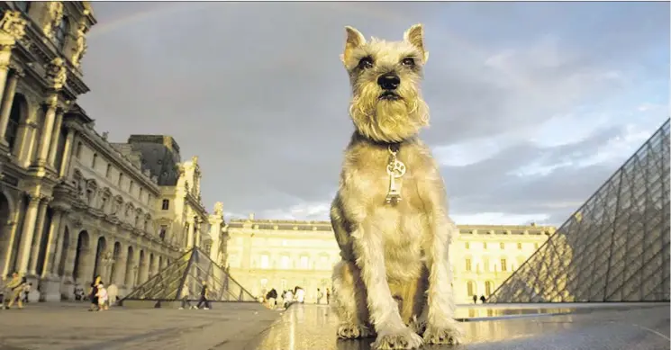  ?? HARALD FRANZEN ?? German Schnauzer Pepper looked majestic at sunset in the courtyard of Paris’s Louvre. “I love taking my dog with me wherever I go,” says Pepper’s owner, Nikki Moustaki.