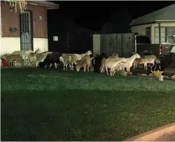  ??  ?? A motley crew of sheep and goats follow their donkey leader through suburban West Corvina.