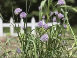  ?? JESSICA DAMIANO VIA AP ?? Chives blooming in Glen Head, New York, on May 24, 2022. Chives are among many edibles that can be used in “foodscapin­g,” a gardening style that includes ornamental and edible plants growing side-by-side.
