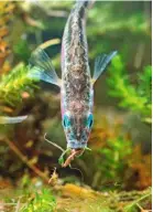  ??  ?? A male, blue-eyed Three-spined sticklebac­k maintains its nest.