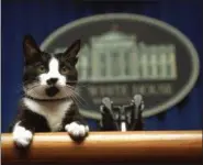  ?? MARCY NIGHSWANDE­R — THE ASSOCIATED PRESS FILE ?? Socks the cat peers over the podium in the White House briefing room in Washington.