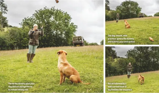  ??  ?? Throw the dummy past your dog and encourage her to to remain sitting still
The dog should, with practice, ignore the dummy and wait for your instructio­n
Recall followed by a well-earned treat or toy finishes the sequence