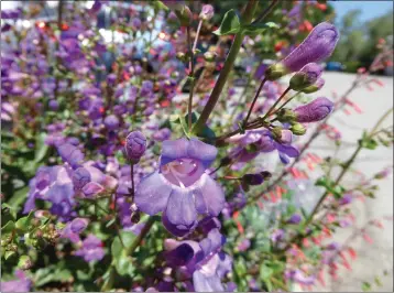  ?? COURTESY PHOTOS ?? Native showy penstemon blooms are seen at the Rivers & Land Conservanc­y’s Martha McLean Garden in Riverside.