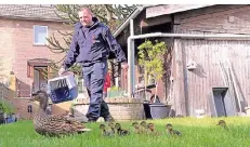  ?? FOTO: D. STANIEK ?? Die Feuerwehr rückte am Wochenende in die Gärten an der Königstraß­e in Elsen aus. Dort hatte sich eine Entenmutte­r mit acht Küken verirrt.