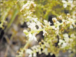  ?? Maureen Gilmer ?? Tribune News Service High above the tiny palm flowers are pollinated, then disintegra­te into your pool or water garden.