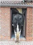 ??  ?? Noch will die Kuh nicht ganz ins neue Haus.