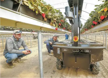  ?? AL SEIB PHOTOS FOR THE LOS ANGELES TIMES ?? Tortuga AgTech co-founders CEO Eric Adamson (right) and CTO Tim Brackbill observe their robots collecting strawberri­es.