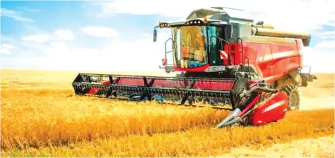  ?? ?? Zimbabwe is this year expected to record its biggest wheat harvest in history. – File Picture