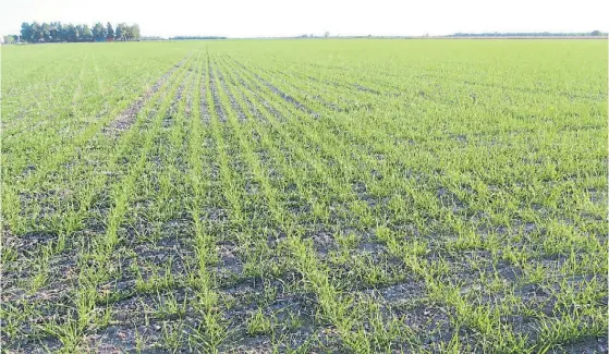  ??  ?? Pastito. El cereal tuvo un buen arranque en los lotes del norte del país y se espera que el área sembrada crezca un 7 por ciento respecto a 2017.