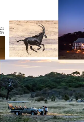  ??  ?? FROM LEFT: A BEDROOM OVERLOOKIN­G THE BUSH AT VERNEY’S CAMP; SUNDOWNER DRINKS IN THE BUSH; SABLE ANTELOPE GALLOPING IN THE SAVANNA; A PRE-DINNER BONFIRE AT VERNEY’S