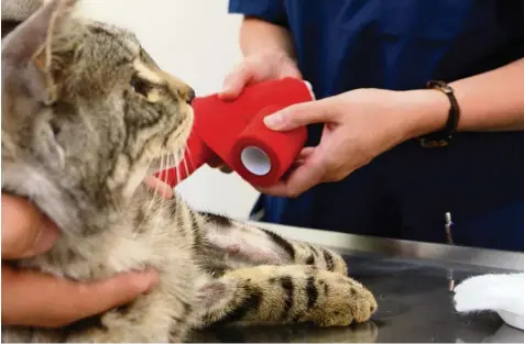  ??  ?? In der Region Augsburg kümmern sich zwei Tierklinik­en rund um die Uhr um verletzte oder schwer kranke Tiere.