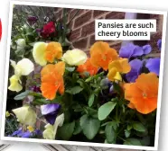  ?? ?? Pansies are such cheery blooms