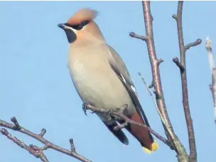  ?? David Blackett ?? Waxwings in Euston Lane, Preston