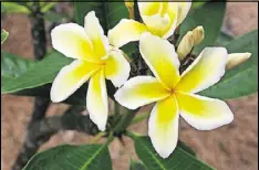  ?? CONTRIBUTE­D BY WALTER REEVES ?? The flowers of plumeria are seductivel­y fragrant. If you save some 8-inch “sticks” when you prune, you can pot those and give rooted plants to friends for Christmas.