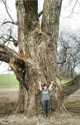  ?? DALE BOWMAN/ FOR THE SUN- TIMES ?? Chloe Sweet of the Arbor Day Foundation celebrates an eastern cottonwood, now the Illinois Big Tree Champion, at the Byron Forest Preserve District’s new Bald Hill Prairie Preserve.