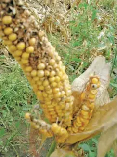  ??  ?? A maize infected with aflatoxin