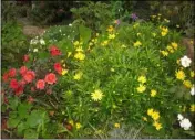  ??  ?? Dahlia, rose, Anemone, Erysimum in November bloom