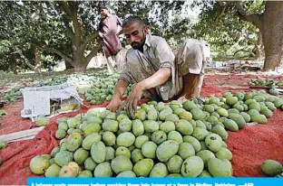  ??  ?? A laborer sorts mangoes before packing them into boxes at a farm in Multan, Pakistan. —AFP