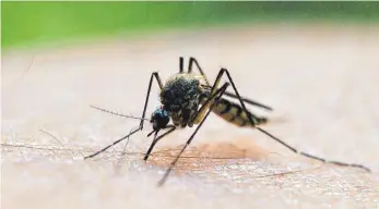  ?? SYMBOLFOTO: PLEUL ?? Eine Mücke saugt Blut aus dem Arm.