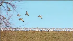  ?? SUBMITTED PHOTO - LEANN SACKS ?? Snow geese on Feb. 19.