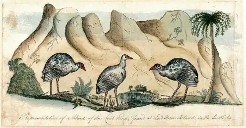  ??  ?? ABOVE: “Representa­tion of a Bird of the Coot kind, found at Lord Howe Island”. BELOW: A further contempora­ry image shows “Three stages” of the now extinct Lord Howe swamphen. Does this illustrati­on represent the phenomenon of ‘greying’?