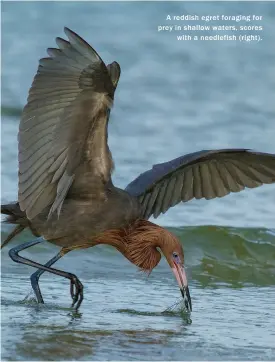  ??  ?? A reddish egret foraging for prey in shallow waters, scores with a needlefish ( right).