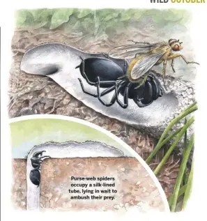  ??  ?? Purse-web spiders occupy a silk-lined tube, lying in wait to ambush their prey.