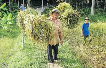  ?? PHOTOS: DAN HEALING/ CALGARY HERALD ?? Vietnamese people harvest rice by hand in a small paddy near Tam Ky. Machines are used in larger fields.