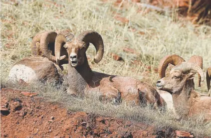  ?? Helen H. Richardson, Denver Post file ?? Colorado’s official state animal is the bighorn sheep. Bighorns, revered for their curled horns, head-butting and photogenic profiles on cliffs, have decreased statewide to about 6,800 animals, down from 8,000 in 2001.