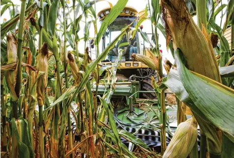  ?? Symbolfoto: Thomas Warnack, dpa ?? Im Maisfeld lauert die Gefahr: Immer wieder werden dort Metallteil­e platziert. Auch Landwirte in der Region haben das schon erlebt.