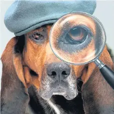  ??  ?? ASTUTO. Barão es el líder de la familia de perros detectives.