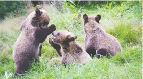  ??  ?? Members of the public will be invited to take part in an online contest to name three grizzly bear cubs who are the newest residents of the Greater Vancouver Zoo.