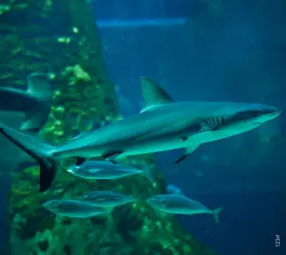  ??  ?? TOP LEFT
A grey reef shark at Yapak