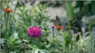  ?? CALWOODWAR­D — THE ASSOCIATED PRESS ?? In this photo, a monarch butterfly sips nectar from a zinnia flower in Vineeta Anand’s garden in Alexandria, Va. Anand, whose garden is a registered monarch waystation with Monarch Watch, tends several varieties of milkweed in her garden, attracting monarchs each year. In Quebec, an initiative to expand milkweed production and help the monarch population has been boosted by a renewed commitment from Quartz Co. of the Montreal area to make and sell high-end coats using the fiber.