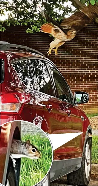  ?? ?? Tread carefully: Relief for squirrel as bird flies off