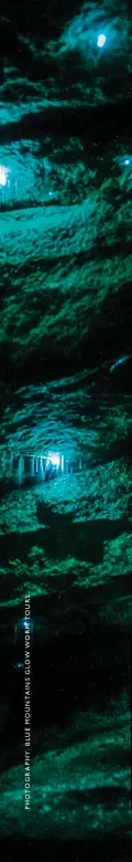  ??  ?? CLOCKWISE FROM LEFT: Go searching for glow worms in a rugged Blue Mountains canyon; A Blue Mountains Glow Worm Tour will get you close to the vertical string-like webs cast by glow worms; This type of biolumines­cent larvae is only found in Australia and New Zealand.