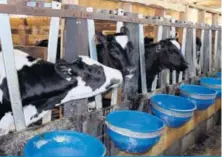  ??  ?? La production de veau de lait des 140 fermes d'élevage pourrait être contrôlée à 90 % par l’entreprise Délimax.