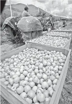  ??  ?? Abundancia. Este año el clima fue benévolo con la producción de manzana.