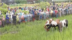  ??  ?? Crowds of spectators gather to watch the ponies make their swim and graze on Chincoteag­ue.