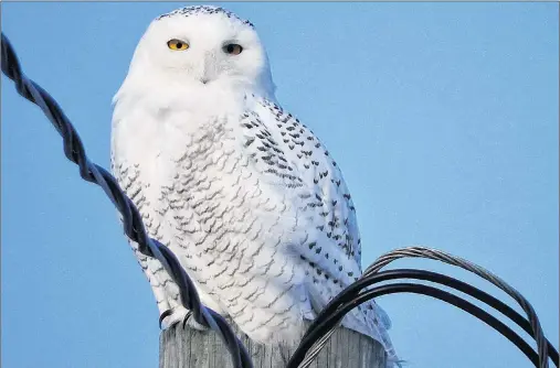  ?? SUBMITTED PHOTO/DONNA MARTIN ?? Donna Martin’s striking image captures the snowy owl perched on a pole with its unblinking stare.