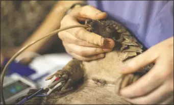  ??  ?? Veterinary nurse Alicia Abbott tube-feeds a pangolin.