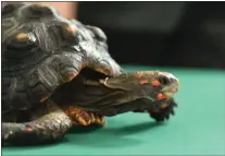  ?? ?? Visitors are greeted by Mortimer, a red-footed tortoise that was relinquish­ed by its owner.