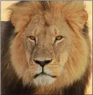  ??  ?? GLOBAL OUTCRY: Cecil the lion