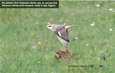  ??  ?? The island’s first Turkestan Shrike was an unexpected discovery during north-westerly winds in late August.