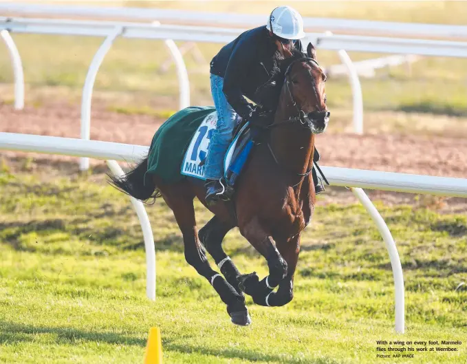  ?? Picture: AAP IMAGE ?? With a wing on every foot, Marmelo flies through his work at Werribee.